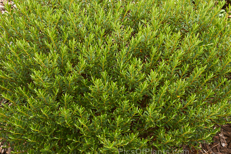 <i>Veronica rigidula</i> (syn. <i>Hebe rigidula</i>), a 40-50cm high evergreen early-summer-flowering shrub with a spread of up to 90cm. It is native to the north of the South Island of New Zealand and is similar to <i>Veronica divaricata</i>. Order: Lamiales, Family: Plantaginaceae