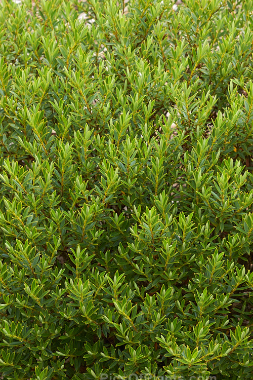 <i>Veronica rigidula</i> (syn. <i>Hebe rigidula</i>), a 40-50cm high evergreen early-summer-flowering shrub with a spread of up to 90cm. It is native to the north of the South Island of New Zealand and is similar to <i>Veronica divaricata</i>. Order: Lamiales, Family: Plantaginaceae