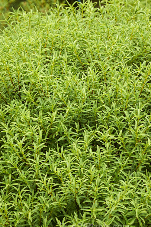 <i>Veronica subfulvida</i> (syn. <i>Hebe divaricata</i>), a spreading, 1-3m tall, summer-flowering shrub from Marlborough and Nelson, New Zealand. It is superficially similar to the more common <i>Veronica diosmifolia</i> (syn. <i>Hebe diosmifolia</i>). Order: Lamiales, Family: Plantaginaceae