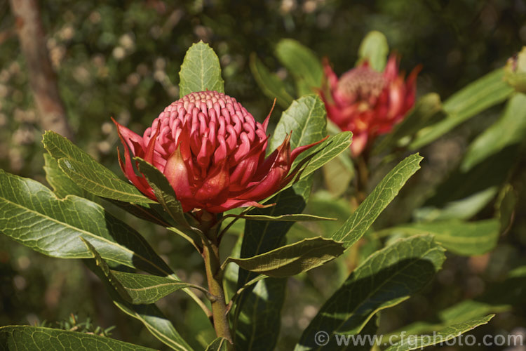 New South Wales. Waratah (<i>Telopea speciosissima</i>), an evergreen spring-flowering shrub or small tree native to southeastern Australia. It grows to around 6m tall, often with a considerable spread. Order: Proteales, Family: Proteaceae