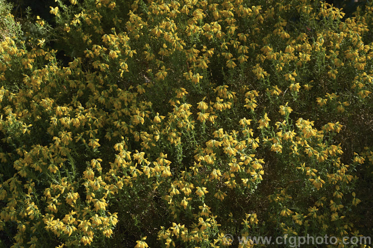 Dwarf Gorse (<i>Ulex minor</i>), a 1m high x 1.5m wide, western European shrub with densely spiny green branches. For much of the year it is leafless, but when its flower it produces a few true leaves around the flowerheads. It flowers in autumn and in mild climates will also bloom in spring. It does not have the invasive habits of Ulex europaeus. ulex-2750htm'>Ulex.