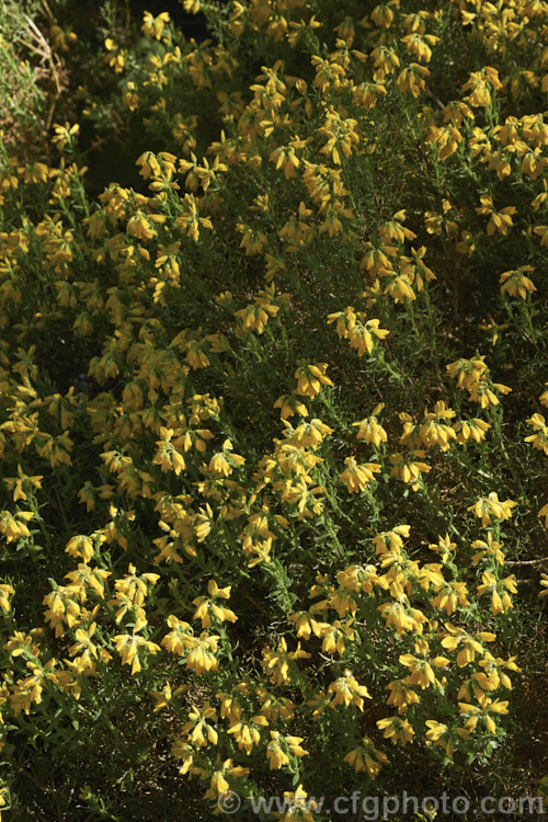 Dwarf Gorse (<i>Ulex minor</i>), a 1m high x 1.5m wide, western European shrub with densely spiny green branches. For much of the year it is leafless, but when its flower it produces a few true leaves around the flowerheads. It flowers in autumn and in mild climates will also bloom in spring. It does not have the invasive habits of Ulex europaeus. ulex-2750htm'>Ulex.