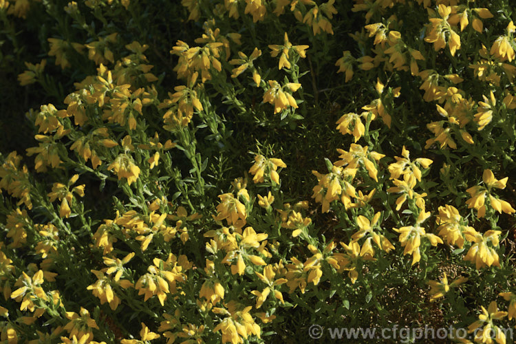 Dwarf Gorse (<i>Ulex minor</i>), a 1m high x 1.5m wide, western European shrub with densely spiny green branches. For much of the year it is leafless, but when its flower it produces a few true leaves around the flowerheads. It flowers in autumn and in mild climates will also bloom in spring. It does not have the invasive habits of Ulex europaeus. ulex-2750htm'>Ulex.