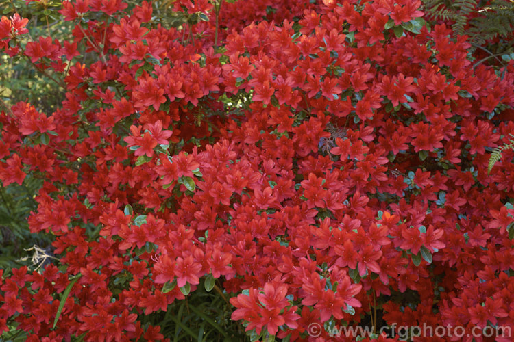 Rhododendron (evergreen azalea</i>) 'Hino. Crimson' ('Amoenum' x 'Hinode. Crimson'), a Dutch-raised Kurume cultivar with small bright red flowers and small, rounded leaves that often develop bright red tones in winter
