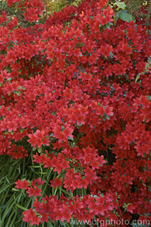 Rhododendron (evergreen azalea</i>) 'Hino. Crimson' ('Amoenum' x 'Hinode. Crimson'), a Dutch-raised Kurume cultivar with small bright red flowers and small, rounded leaves that often develop bright red tones in winter