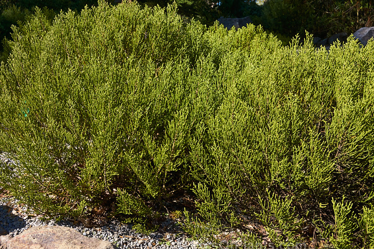 <i>Veronica propinqua</i> (syns. <i>Hebe propinqua</i>, <i>Leonohebe propinqua</i>), an evergreen shrub with very small leaves that are closely adpressed to the stems. Veronicas with this type of foliage are commonly known as whipcord hebes. It is native to the subalpine and alpine regions of the southern South Island of New Zealand. The flowers are white. Order: Lamiales, Family: Plantaginaceae