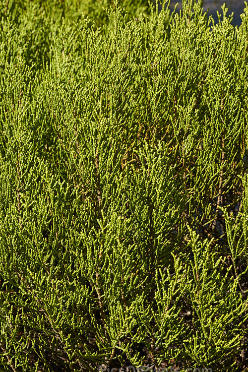 <i>Veronica propinqua</i> (syns. <i>Hebe propinqua</i>, <i>Leonohebe propinqua</i>), an evergreen shrub with very small leaves that are closely adpressed to the stems. Veronicas with this type of foliage are commonly known as whipcord hebes. It is native to the subalpine and alpine regions of the southern South Island of New Zealand. The flowers are white. Order: Lamiales, Family: Plantaginaceae