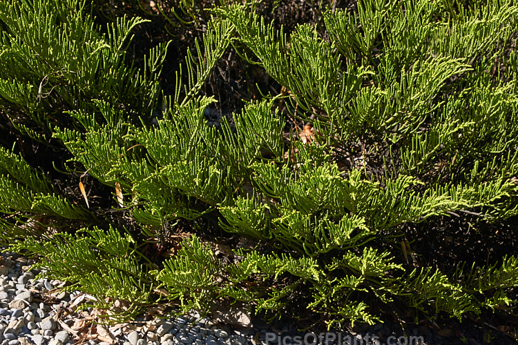 <i>Veronica salicornioides</i> (syn. <i>Hebe salicornioides</i>, <i>Leonohebe salicornioides</i>), an evergreen shrub with very small leaves that are closely adpressed to the stems. Veronicas with this type of foliage are commonly known as whipcord hebes. It is native to the subalpine regions of southern Marlborough and North Canterbury, South Island of New Zealand. The flowers are white. Order: Lamiales, Family: Plantaginaceae