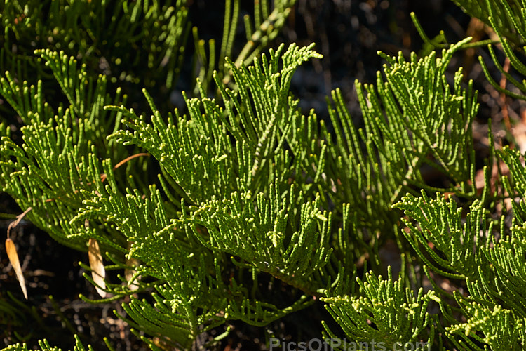 <i>Veronica salicornioides</i> (syn. <i>Hebe salicornioides</i>, <i>Leonohebe salicornioides</i>), an evergreen shrub with very small leaves that are closely adpressed to the stems. Veronicas with this type of foliage are commonly known as whipcord hebes. It is native to the subalpine regions of southern Marlborough and North Canterbury, South Island of New Zealand. The flowers are white. Order: Lamiales, Family: Plantaginaceae