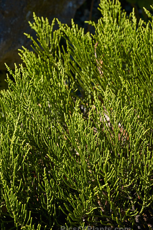 <i>Veronica salicornioides</i> (syn. <i>Hebe salicornioides</i>, <i>Leonohebe salicornioides</i>), an evergreen shrub with very small leaves that are closely adpressed to the stems. Veronicas with this type of foliage are commonly known as whipcord hebes. It is native to the subalpine regions of southern Marlborough and North Canterbury, South Island of New Zealand. The flowers are white. Order: Lamiales, Family: Plantaginaceae