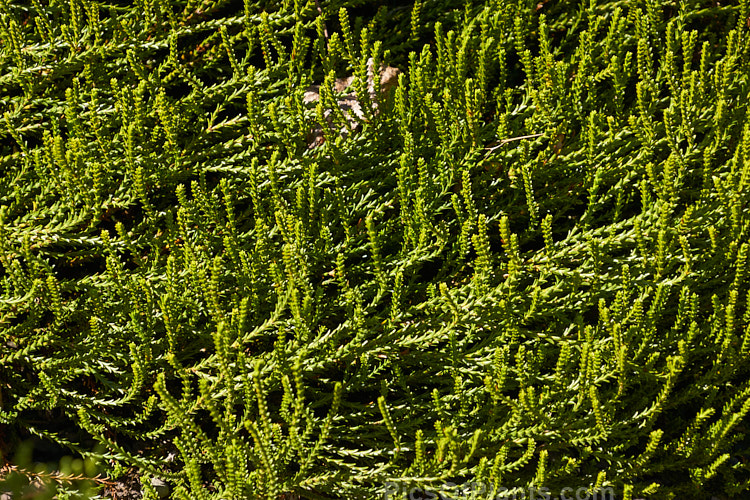 <i>Veronica hectori</i> subsp. <i>coarctata</i> (syns. <i>Hebe hectori</i> subsp. <i>coarctata</i>, <i>Hebe coarctata</i>), a small-leafed, evergreen shrub native to the mountains around Nelson in the north of the South Island, New Zealand. The flowers are white. The parent species occurs in a range of subspecies found over much of the South Island Order: Lamiales, Family: Plantaginaceae
