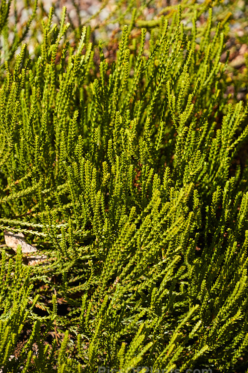 <i>Veronica hectori</i> subsp. <i>coarctata</i> (syns. <i>Hebe hectori</i> subsp. <i>coarctata</i>, <i>Hebe coarctata</i>), a small-leafed, evergreen shrub native to the mountains around Nelson in the north of the South Island, New Zealand. The flowers are white. The parent species occurs in a range of subspecies found over much of the South Island Order: Lamiales, Family: Plantaginaceae