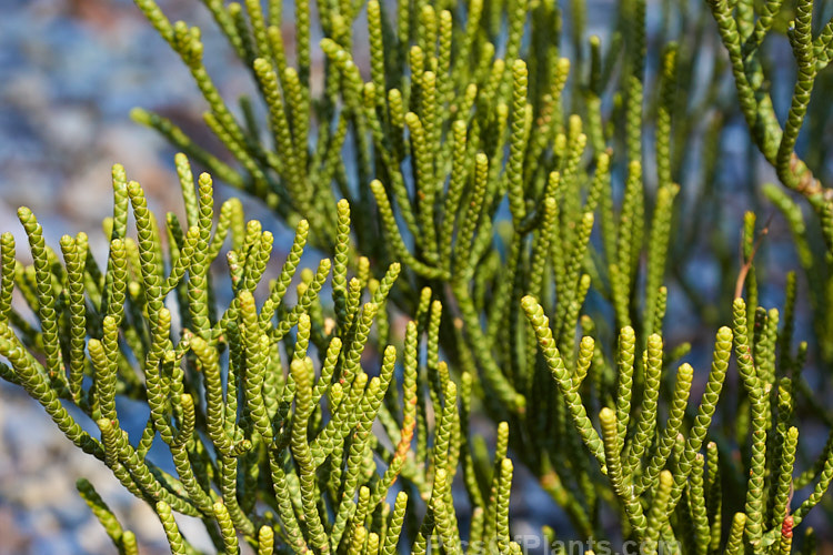 <i>Veronica lycopodioides</i> (syns. <i>Hebe lycopodioides</i>, <i>Leonohebe lycopodioides</i>), an evergreen shrub with very small leaves that are closely adpressed to the stems. Veronicas with this type of foliage are commonly known as whipcord hebes. It is native to the subalpine and alpine regions of Marlborough and Canterbury in the South Island of New Zealand. The flowers are white. Order: Lamiales, Family: Plantaginaceae