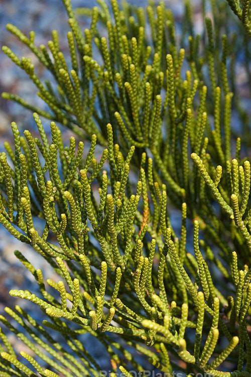 <i>Veronica lycopodioides</i> (syns. <i>Hebe lycopodioides</i>, <i>Leonohebe lycopodioides</i>), an evergreen shrub with very small leaves that are closely adpressed to the stems. Veronicas with this type of foliage are commonly known as whipcord hebes. It is native to the subalpine and alpine regions of Marlborough and Canterbury in the South Island of New Zealand. The flowers are white. Order: Lamiales, Family: Plantaginaceae
