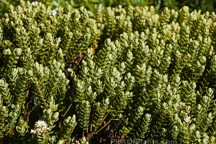 Red Hills Veronica (<i>Veronica baylyi</i> [syns. <i>Veronica carnulosa</i>, <i>Hebe carnulosa</i>]), a low, spreading, evergreen shrub with grey-green foliage and small terminal heads of white flower from mid-spring. It occurs only in a small region of the northern South Island of New Zealand. Order: Lamiales, Family: Plantaginaceae