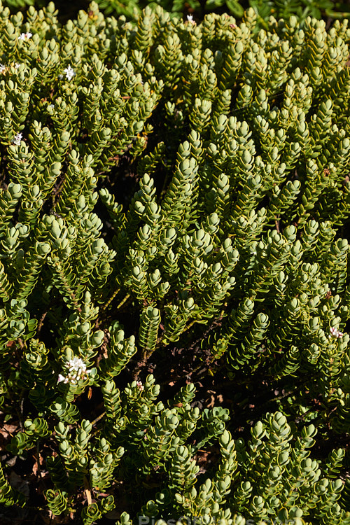 Red Hills Veronica (<i>Veronica baylyi</i> [syns. <i>Veronica carnulosa</i>, <i>Hebe carnulosa</i>]), a low, spreading, evergreen shrub with grey-green foliage and small terminal heads of white flower from mid-spring. It occurs only in a small region of the northern South Island of New Zealand. Order: Lamiales, Family: Plantaginaceae