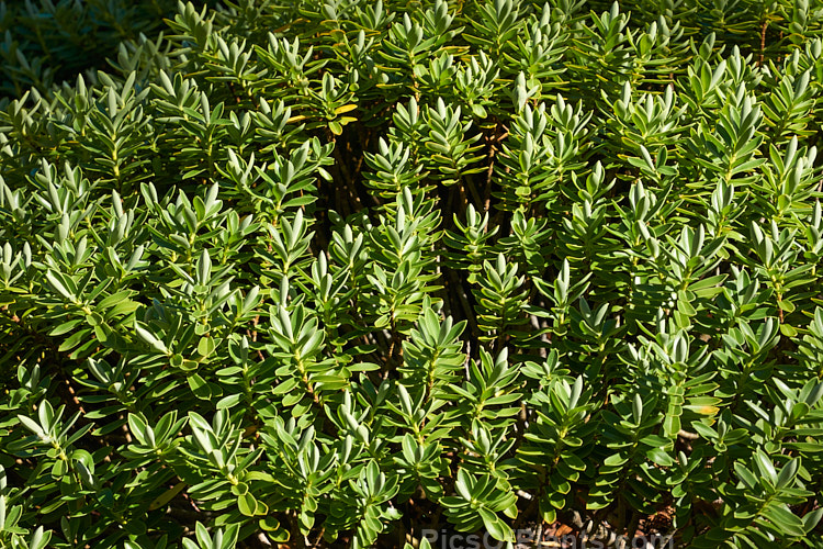 <i>Veronica cryptomorpha</i> (syn. <i>Hebe cryptomorpha</i>), a small, evergreen, rounded shrub native to the mountains of the Wairau River region of the northern South Island of New Zealand. It has small white flowers. Order: Lamiales, Family: Plantaginaceae