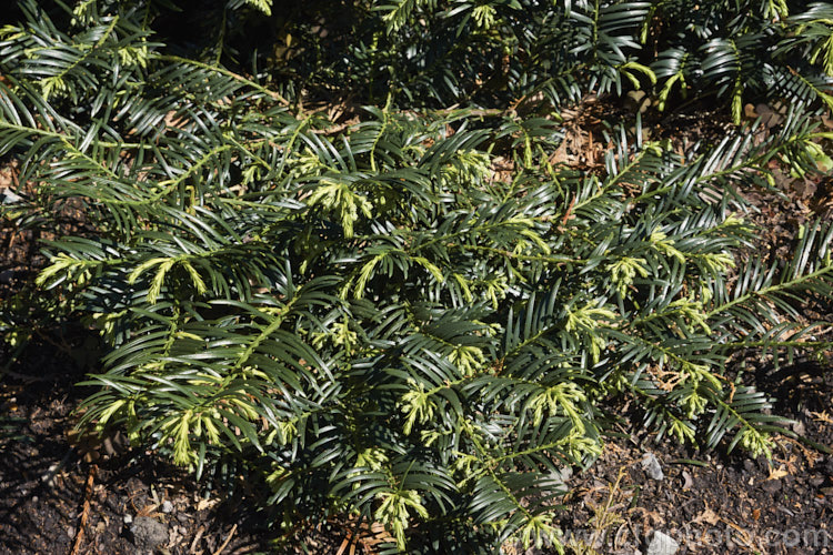 Cephalotaxus harringtonia 'Prostrata', a low, spreading groundcover form of the Japanese Plum. Yew or Cow's Tail Pine, an evergreen coniferous shrub or small tree native to Japan, Korea and China. It grows very slowly to eventually reach around 1m tall x 3m wide. Order: Pinales, Family: Taxaceae