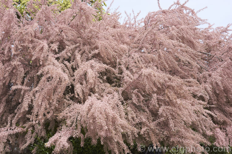 Early Tamarisk (<i>Tamarix parviflora</i>), a large deciduous shrub or small tree native to Europe. Its branches often have an arching habit and the plant can be distinguished from most of the other commonly grown tamarisks in that it flowers on the old wood in spring, rather than on the new growth in summer. The flower colour ranges from pale greyish pink to a dusky reddish pink. tamarix-2300htm'>Tamarix. <a href='tamaricaceae-plant-family-photoshtml'>Tamaricaceae</a>.