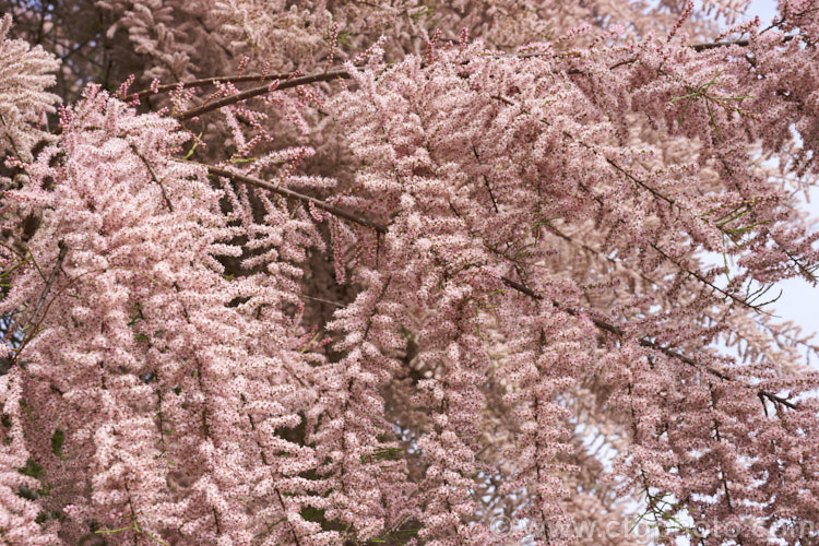 Early Tamarisk (<i>Tamarix parviflora</i>), a large deciduous shrub or small tree native to Europe. Its branches often have an arching habit and the plant can be distinguished from most of the other commonly grown tamarisks in that it flowers on the old wood in spring, rather than on the new growth in summer. The flower colour ranges from pale greyish pink to a dusky reddish pink. tamarix-2300htm'>Tamarix. <a href='tamaricaceae-plant-family-photoshtml'>Tamaricaceae</a>.
