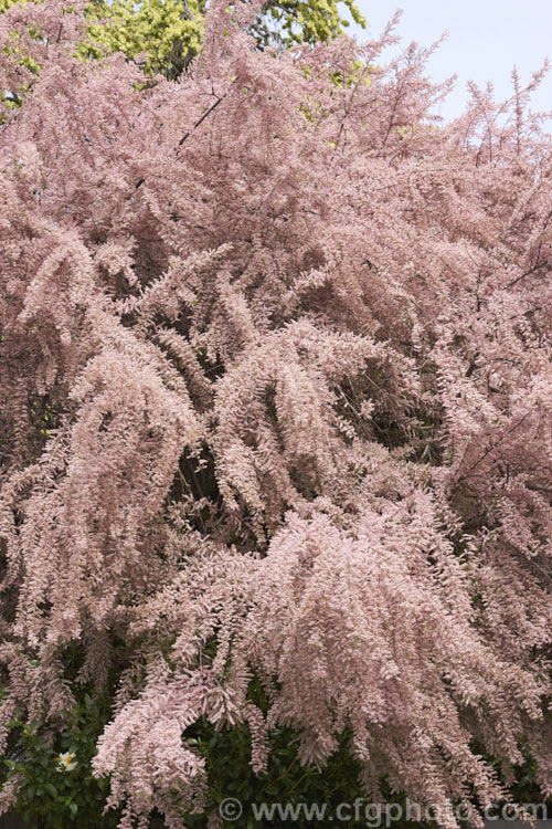 Early Tamarisk (<i>Tamarix parviflora</i>), a large deciduous shrub or small tree native to Europe. Its branches often have an arching habit and the plant can be distinguished from most of the other commonly grown tamarisks in that it flowers on the old wood in spring, rather than on the new growth in summer. The flower colour ranges from pale greyish pink to a dusky reddish pink. tamarix-2300htm'>Tamarix. <a href='tamaricaceae-plant-family-photoshtml'>Tamaricaceae</a>.