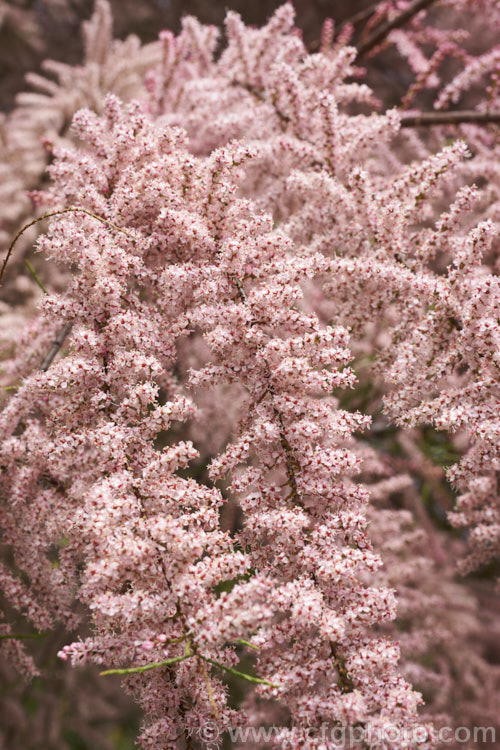 Early Tamarisk (<i>Tamarix parviflora</i>), a large deciduous shrub or small tree native to Europe. Its branches often have an arching habit and the plant can be distinguished from most of the other commonly grown tamarisks in that it flowers on the old wood in spring, rather than on the new growth in summer. The flower colour ranges from pale greyish pink to a dusky reddish pink. tamarix-2300htm'>Tamarix. <a href='tamaricaceae-plant-family-photoshtml'>Tamaricaceae</a>.