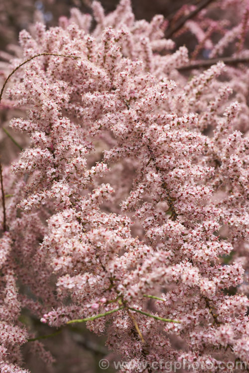 Early Tamarisk (<i>Tamarix parviflora</i>), a large deciduous shrub or small tree native to Europe. Its branches often have an arching habit and the plant can be distinguished from most of the other commonly grown tamarisks in that it flowers on the old wood in spring, rather than on the new growth in summer. The flower colour ranges from pale greyish pink to a dusky reddish pink. tamarix-2300htm'>Tamarix. <a href='tamaricaceae-plant-family-photoshtml'>Tamaricaceae</a>.