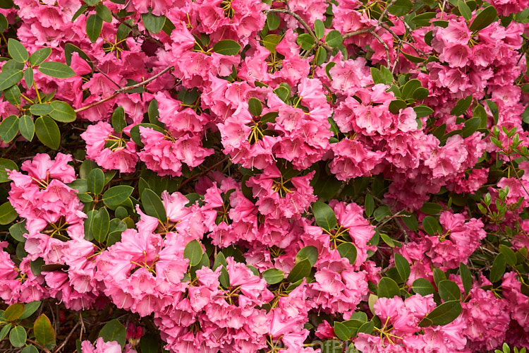 <i>Rhododendron</i> 'April Glow' (<i>Rhododendron williamsianum</i> x 'Wilgens Ruby'), a dense mounding shrub that grows 1â€“1.5m tall with great age. It blooms in mid-spring. Raised by van Wilgens of Holland and introduced in 1975. Order: Ericales, Family: Ericaceae