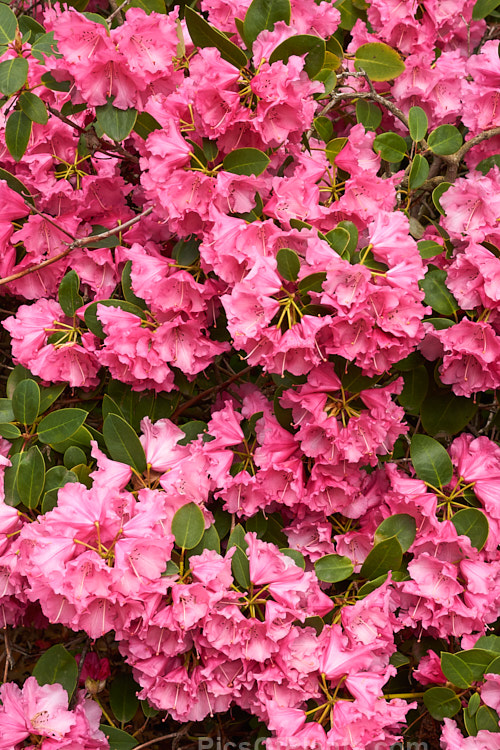 <i>Rhododendron</i> 'April Glow' (<i>Rhododendron williamsianum</i> x 'Wilgens Ruby'), a dense mounding shrub that grows 1â€“1.5m tall with great age. It blooms in mid-spring. Raised by van Wilgens of Holland and introduced in 1975. Order: Ericales, Family: Ericaceae