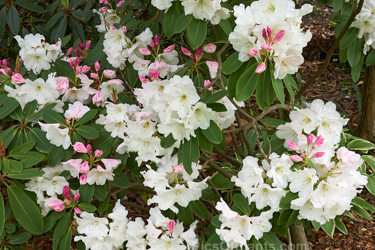 <i>Rhododendron</i> 'Full Moon' (<i>Loderi</i>), a medium to large shrub that blooms in mid-spring. It is a Loderi hybrid and should not be confused with the yellow-flowered Rhododendron campylocarpum hybrid of the same name. Order: Ericales, Family: Ericaceae