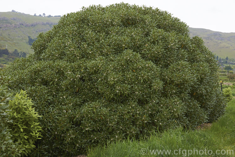 Ngaio (<i>Myoporum laetum</i>), an evergreen shrub or small tree native to New Zealand and found mainly in coastal regions. It grows to around 9m tall and has white spring- to summer-borne flowers followed by reddish purple fruits. myoporum-3164htm'>Myoporum. <a href='scrophulariaceae-plant-family-photoshtml'>Scrophulariaceae</a>.