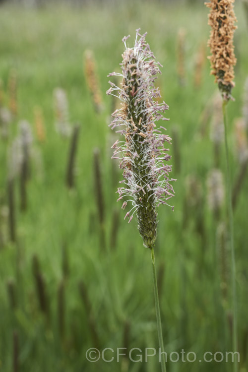 Meadow Foxtail (<i>Alopecurus pratensis</i>), a spring-flowering Eurasian perennial grass that has now become naturalised in many places. It grows to just over 1m tall and generally prefers moist, fertile areas. alopecurus-3495htm'>Alopecurus. .