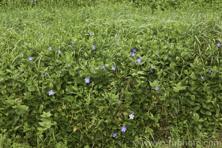 Lesser Periwinkle (<i>Vinca minor</i>), a quick-spreading evergreen groundcover found from western Europe to the Caucasus It flowers for much of the year and can be very invasive. vinca-3390htm'>Vinca. Order: Gentianales, Family: Apocynaceae