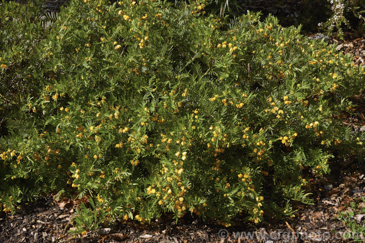 Senna aciphylla (syn. Cassia aciphylla</i>), a spreading, densely foliaged, wiry-stemmed 05-15m high evergreen shrub native to eastern Australia. It flowers from spring. senna-3304htm'>Senna.