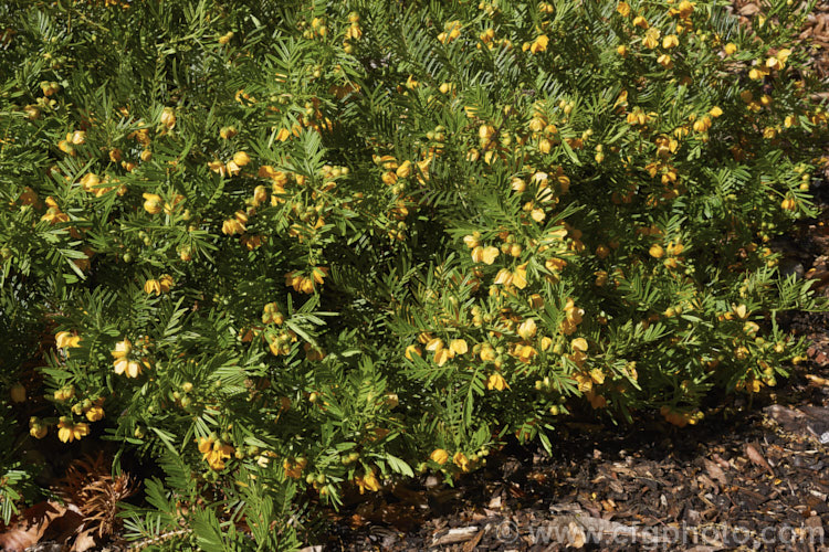Senna aciphylla (syn. Cassia aciphylla</i>), a spreading, densely foliaged, wiry-stemmed 05-15m high evergreen shrub native to eastern Australia. It flowers from spring. senna-3304htm'>Senna.
