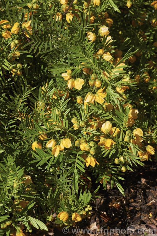 Senna aciphylla (syn. Cassia aciphylla</i>), a spreading, densely foliaged, wiry-stemmed 05-15m high evergreen shrub native to eastern Australia. It flowers from spring. senna-3304htm'>Senna.