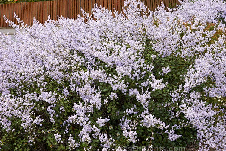 New Zealand Lilac (<i>Veronica hulkeana</i> [syns. <i>Heliohebe hulkeana</i>, <i>Hebe hulkeana</i>]), a spring-flowering evergreen shrub found on rocky banks in North Canterbury and Marlborough, New Zealand. It is popular in gardens but is often short-lived in cultivation. Order: Lamiales, Family: Plantaginaceae