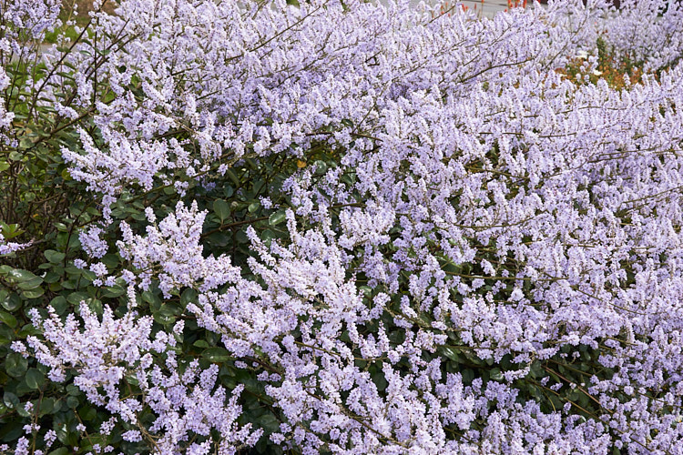 New Zealand Lilac (<i>Veronica hulkeana</i> [syns. <i>Heliohebe hulkeana</i>, <i>Hebe hulkeana</i>]), a spring-flowering evergreen shrub found on rocky banks in North Canterbury and Marlborough, New Zealand. It is popular in gardens but is often short-lived in cultivation. Order: Lamiales, Family: Plantaginaceae