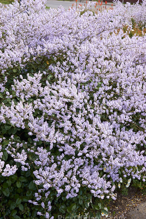 New Zealand Lilac (<i>Veronica hulkeana</i> [syns. <i>Heliohebe hulkeana</i>, <i>Hebe hulkeana</i>]), a spring-flowering evergreen shrub found on rocky banks in North Canterbury and Marlborough, New Zealand. It is popular in gardens but is often short-lived in cultivation. Order: Lamiales, Family: Plantaginaceae