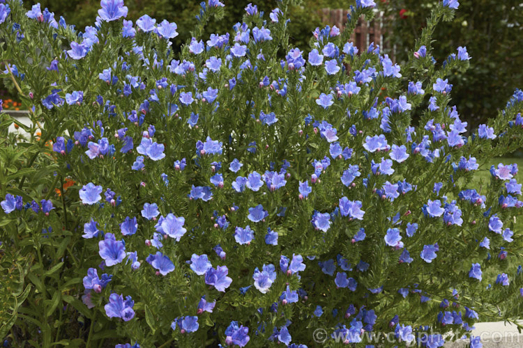 'Blue Bedder'. Viper's Bugloss (<i>Echium vulgare 'Blue Bedder'), a compact, long-flowering strain of a European biennial that grows to around 90cm tall. The species often occurs as a wildflower of stony ground and is popular with apiarists as a nectar source. echium-2237htm'>Echium.