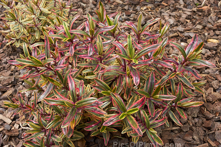 <i>Veronica</i> (syn. <i>Hebe</i>) 'Jewel of the Nile', a boldly variegated hebe hybrid that is one of the Hollywood series of hybrids that have film themed names It has deep pink and white flowerheads, and develops into a low, densely foliaged, spreading bush. Order: Lamiales, Family: Plantaginaceae