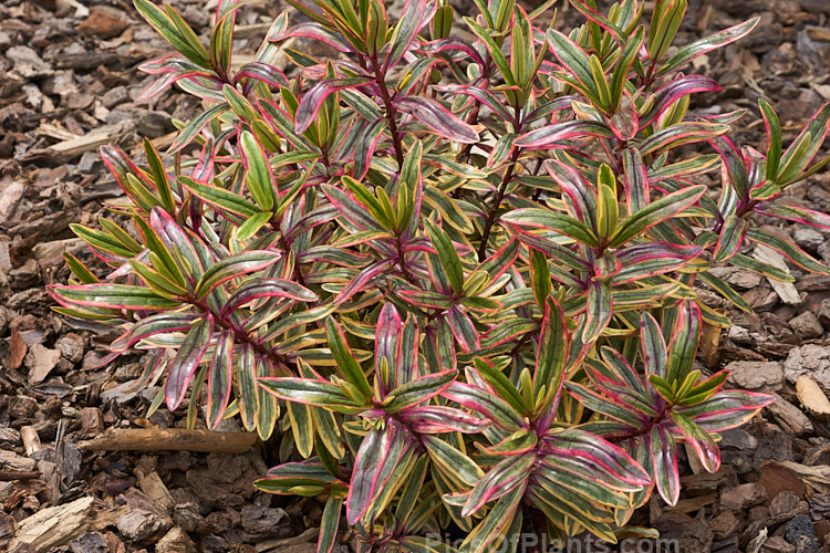 <i>Veronica</i> (syn. <i>Hebe</i>) 'Jewel of the Nile', a boldly variegated hebe hybrid that is one of the Hollywood series of hybrids that have film themed names It has deep pink and white flowerheads, and develops into a low, densely foliaged, spreading bush. Order: Lamiales, Family: Plantaginaceae