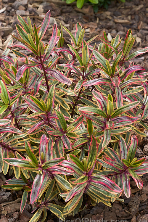 <i>Veronica</i> (syn. <i>Hebe</i>) 'Jewel of the Nile', a boldly variegated hebe hybrid that is one of the Hollywood series of hybrids that have film themed names It has deep pink and white flowerheads, and develops into a low, densely foliaged, spreading bush. Order: Lamiales, Family: Plantaginaceae
