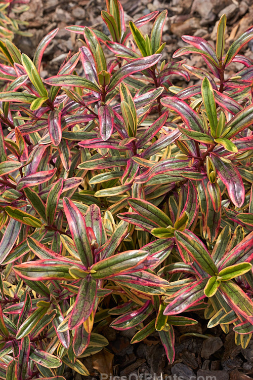 <i>Veronica</i> (syn. <i>Hebe</i>) 'Jewel of the Nile', a boldly variegated hebe hybrid that is one of the Hollywood series of hybrids that have film themed names It has deep pink and white flowerheads, and develops into a low, densely foliaged, spreading bush. Order: Lamiales, Family: Plantaginaceae