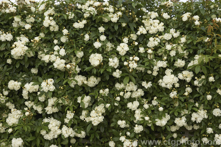 White double-flowered Banksia Rose (<i>Rosa banksiae var. banksiae</i>), a once-flowering, spring-blooming cultivar of a climbing rose from western and central China. Order: Rosales, Family: Rosaceae