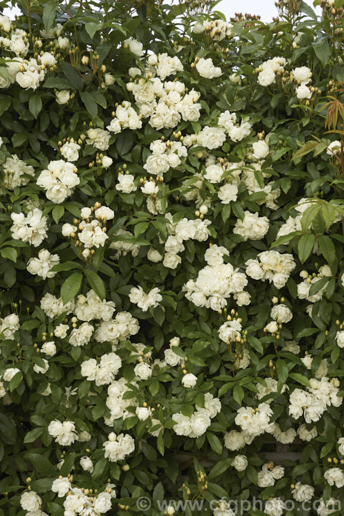 White double-flowered Banksia Rose (<i>Rosa banksiae var. banksiae</i>), a once-flowering, spring-blooming cultivar of a climbing rose from western and central China. Order: Rosales, Family: Rosaceae