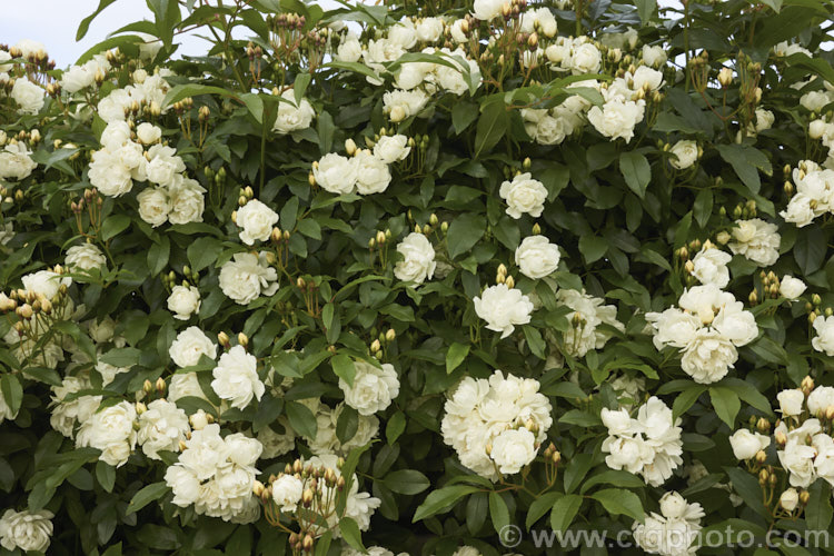 White double-flowered Banksia Rose (<i>Rosa banksiae var. banksiae</i>), a once-flowering, spring-blooming cultivar of a climbing rose from western and central China. Order: Rosales, Family: Rosaceae