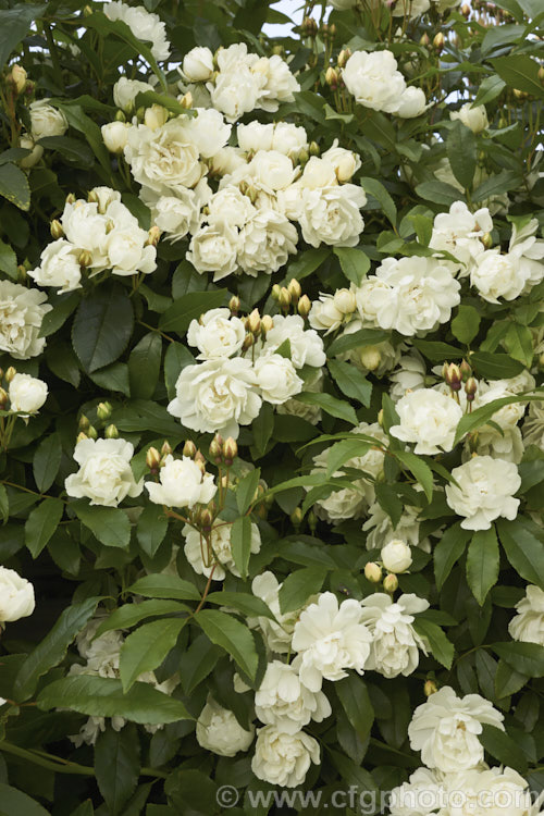 White double-flowered Banksia Rose (<i>Rosa banksiae var. banksiae</i>), a once-flowering, spring-blooming cultivar of a climbing rose from western and central China. Order: Rosales, Family: Rosaceae