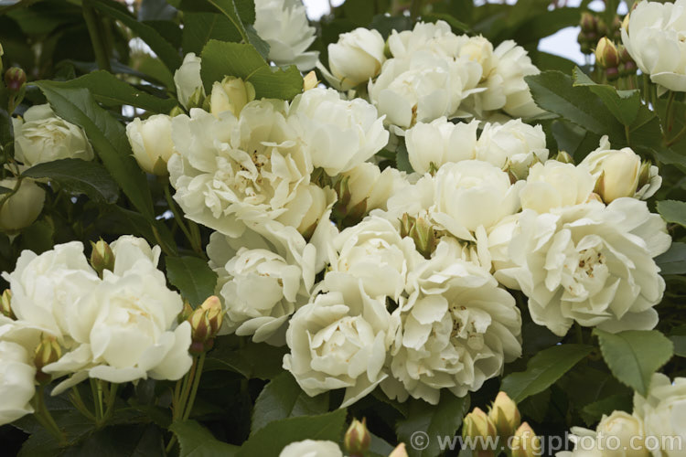 White double-flowered Banksia Rose (<i>Rosa banksiae var. banksiae</i>), a once-flowering, spring-blooming cultivar of a climbing rose from western and central China. Order: Rosales, Family: Rosaceae