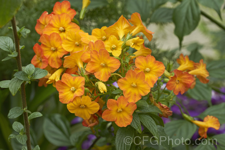 Marmalade. Bush (<i>Streptosolen jamesonii [syn. Browalllia jamesonii]), a long-flowering, wiry-stemmed, 1-2m tall subshrub native to Colombia, Ecuador and Brazil. It is the sole species in its genus and is a member of the potato family (<i>Solanaceae</i>). The flowers darken as they mature, so a head of flowers can display a range of orange tones. streptosolen-3497htm'>Streptosolen.